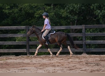Galés-C Mestizo, Caballo castrado, 4 años, 117 cm, Pío
