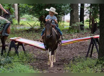 Galés-C Mestizo, Caballo castrado, 4 años, 117 cm, Pío