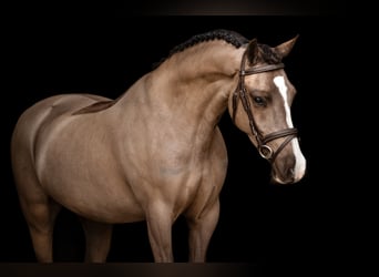 Galés-C, Caballo castrado, 4 años, 136 cm