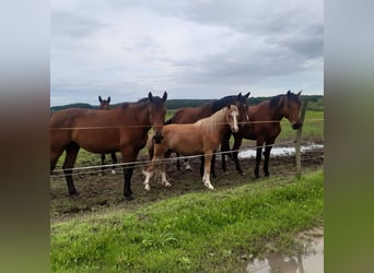 Galés-C, Caballo castrado, 4 años, 140 cm, Alazán