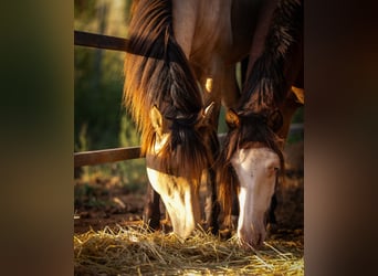Galés-C Mestizo, Caballo castrado, 5 años, 130 cm, Castaño