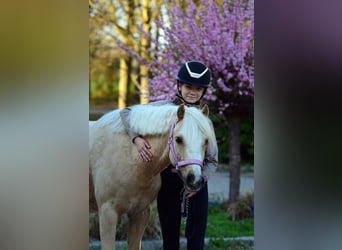 Galés-C, Caballo castrado, 5 años, 132 cm, Palomino