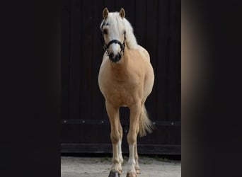 Galés-C, Caballo castrado, 5 años, 132 cm, Palomino