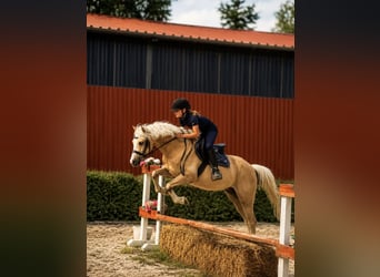 Galés-C, Caballo castrado, 5 años, 133 cm, Palomino