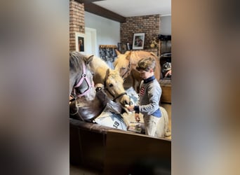 Galés-C, Caballo castrado, 5 años, 133 cm, Palomino