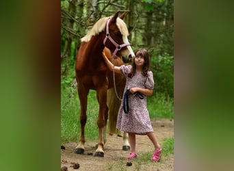 Galés-C, Caballo castrado, 5 años, 135 cm, Alazán
