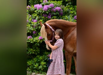 Galés-C, Caballo castrado, 5 años, 135 cm, Alazán