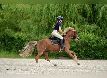 Galés-C, Caballo castrado, 5 años, 135 cm, Alazán