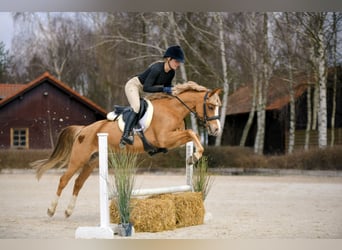 Galés-C, Caballo castrado, 5 años, 135 cm, Alazán