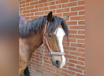 Galés-C, Caballo castrado, 5 años, 135 cm, Castaño