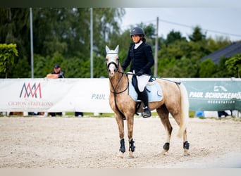 Galés-C, Caballo castrado, 5 años, 136 cm, Bayo