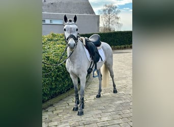 Galés-C, Caballo castrado, 5 años, 136 cm, Tordo