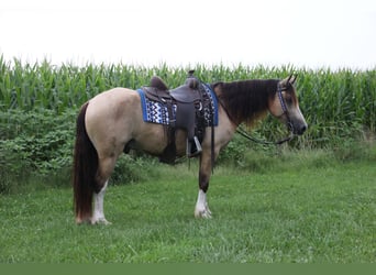 Galés-C, Caballo castrado, 5 años, 142 cm, Buckskin/Bayo