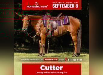 Galés-C Mestizo, Caballo castrado, 5 años, 145 cm, Castaño rojizo