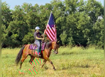 Galés-C Mestizo, Caballo castrado, 5 años, 145 cm, Castaño rojizo