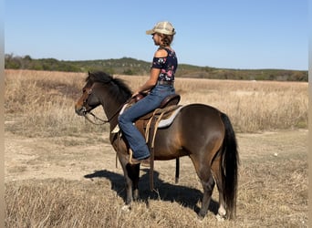 Galés-C, Caballo castrado, 6 años, 112 cm, Castaño rojizo