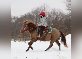 Galés-C, Caballo castrado, 6 años, 124 cm, Champán
