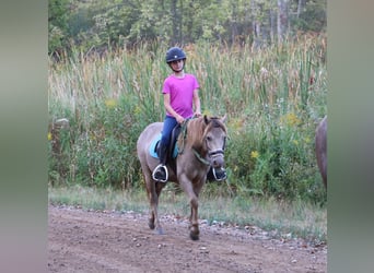 Galés-C, Caballo castrado, 6 años, 124 cm, Champán