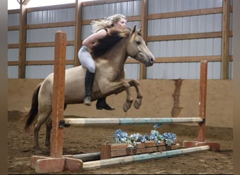 Galés-C, Caballo castrado, 6 años, 124 cm, Champán