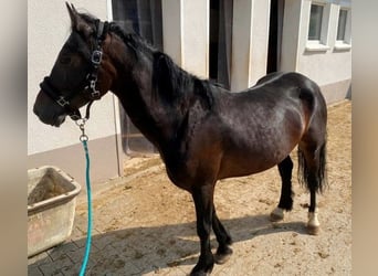 Galés-C, Caballo castrado, 6 años, 137 cm, Castaño oscuro