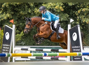 Galés-C, Caballo castrado, 6 años, 144 cm, Castaño