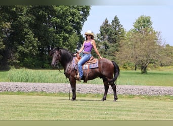 Galés-C, Caballo castrado, 6 años, 145 cm, Negro