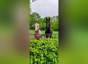 Galés-C Mestizo, Caballo castrado, 6 años, 146 cm, Champán