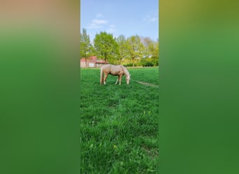 Galés-C Mestizo, Caballo castrado, 6 años, 146 cm, Champán