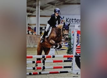 Galés-C Mestizo, Caballo castrado, 6 años, 146 cm, Champán