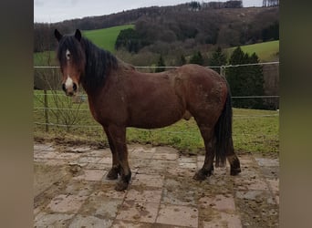 Galés-C Mestizo, Caballo castrado, 7 años, 145 cm, Castaño