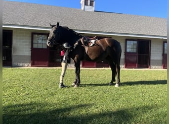 Galés-C, Caballo castrado, 7 años, 145 cm, Negro