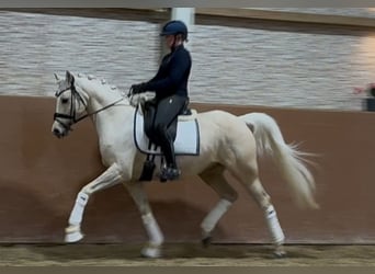 Galés-C, Caballo castrado, 7 años, 148 cm, Palomino