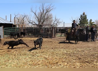 Galés-C Mestizo, Caballo castrado, 7 años, Tordo rodado