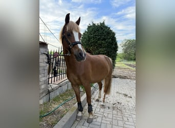 Galés-C, Caballo castrado, 8 años, 135 cm, Alazán