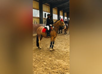 Galés-C, Caballo castrado, 8 años, 136 cm, Bayo