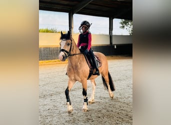 Galés-C, Caballo castrado, 8 años, 136 cm, Bayo