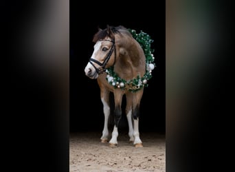 Galés-C, Caballo castrado, 8 años, 136 cm, Bayo