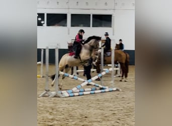 Galés-C, Caballo castrado, 8 años, 136 cm, Bayo