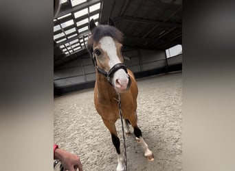 Galés-C, Caballo castrado, 8 años, 136 cm, Bayo