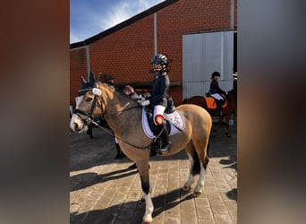 Galés-C, Caballo castrado, 8 años, 136 cm, Bayo