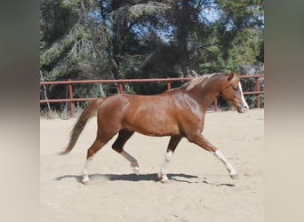 Galés-C, Caballo castrado, 8 años, 138 cm, Alazán rojizo