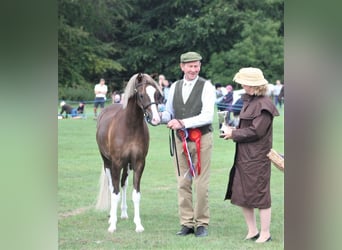 Galés-C, Caballo castrado, 8 años, 138 cm, Alazán rojizo