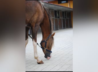 Galés-C, Caballo castrado, 8 años, 138 cm, Alazán rojizo