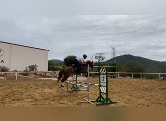 Galés-C, Caballo castrado, 8 años, 138 cm, Alazán rojizo