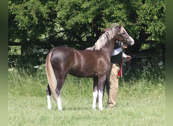 Galés-C, Caballo castrado, 8 años, 138 cm, Alazán rojizo