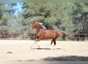 Galés-C, Caballo castrado, 8 años, 138 cm, Alazán rojizo