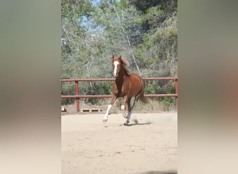 Galés-C, Caballo castrado, 8 años, 138 cm, Alazán rojizo