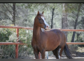 Galés-C, Caballo castrado, 8 años, 138 cm, Alazán rojizo