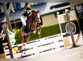 Galés-C, Caballo castrado, 8 años, 141 cm, Alazán-tostado