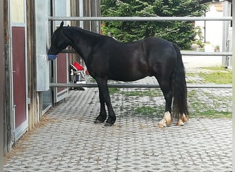 Galés-C, Caballo castrado, 9 años, 134 cm, Negro